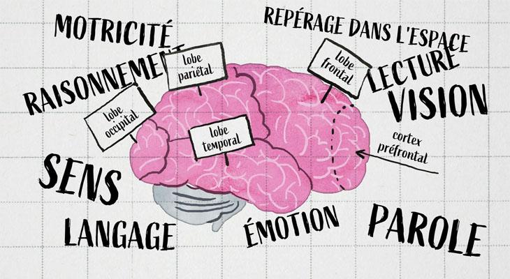You are currently viewing Nous ne pouvons savoir ce dont le cerveau est capable qu&rsquo;en l&rsquo;invitant a nous le montrer.
